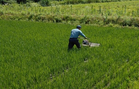 【9ヶ月】よざえもんの 一等米・あきたこまち10kg【定期便】秋田県産