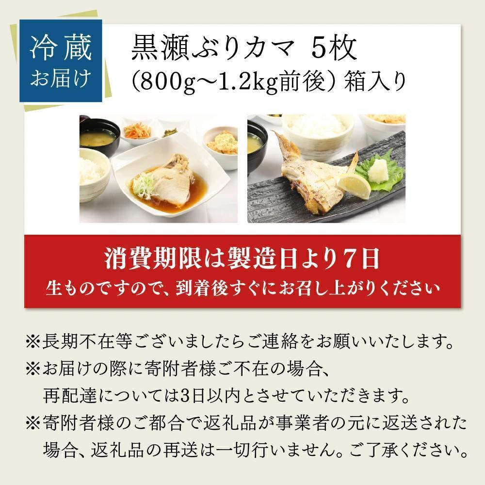 【4月発送】活じめ！黒瀬ぶりカマ（5枚入）（800g～1.2kg前後）