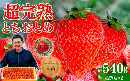 いちご【2月発送】とちおとめ レギュラー 計540g |イチゴ 栃木県 茂木町