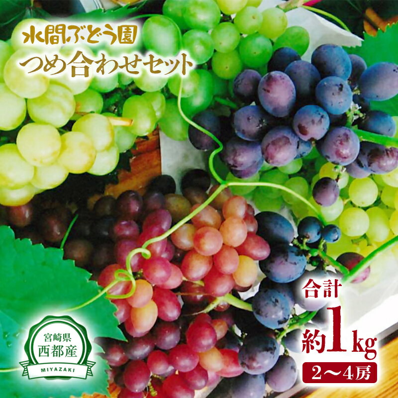 【ふるさと納税】完熟ぶどう食べ比べセット（約1kg）シャインマスカット ＋1種類（クイーンニーナ・ピオーネ・翠峰・マスカサーティーンの中から1種類）の食べ比べ【先行予約】宮崎県西都市産 水間ぶどう産地直送 フルーツ マスカット ぶどう 果物 高級 ぶどう