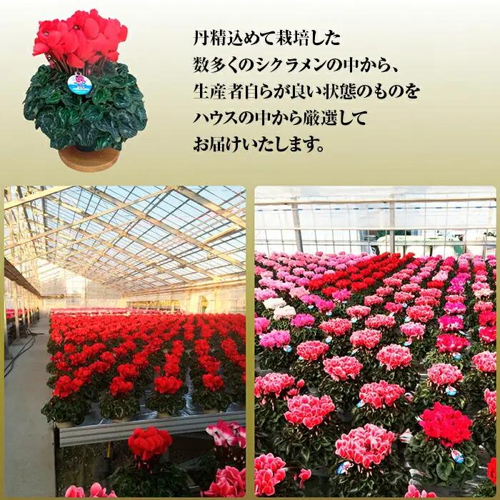【2026-27年 先行予約】季節の花 定期便 6回 (12-5月) 色おまかせ 根本園芸 | 花ギフト定期便