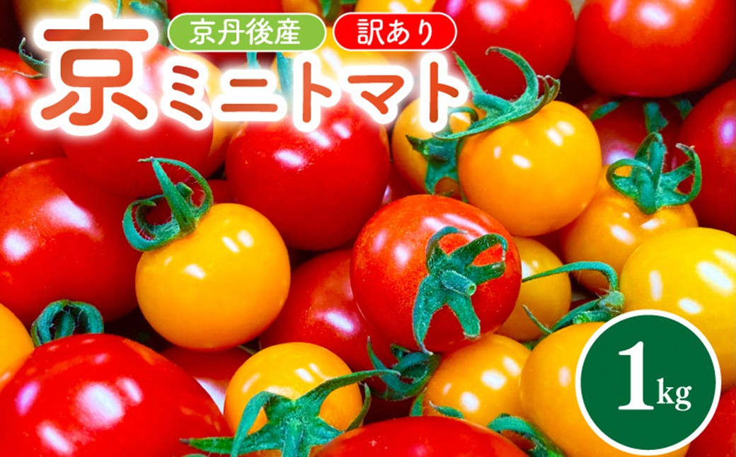 京丹後産・京ミニトマト 1kg（2026年5月中旬～発送）野菜 ミニトマト 1キロ サラダ 色とりどり とまと 京野菜 ふるさと納税 トマト 不揃い ふぞろい わけあり 訳アリ ワケアリ 訳有り 1きろ tomato JA京都 農協　JK00035