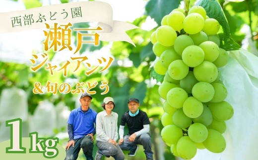 西部ぶどう園 瀬戸ジャイアンツ1房と旬のブドウ1房 計約1kg｜ぶどう ブドウ マスカット 葡萄 薄皮 皮ごと 甘い フルーツ 果物 （2026年9月上旬頃より順次発送 ※沖縄・離島への配送不可）