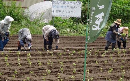 無農薬・無化学肥料　青森県産　生搾りえごま油（３本）えごま油 無農薬・無化学肥料 えごま油 無農薬・無化学肥料 えごま油 無農薬・無化学肥料 えごま油 無農薬・無化学肥料 青森県 三戸町 R0714