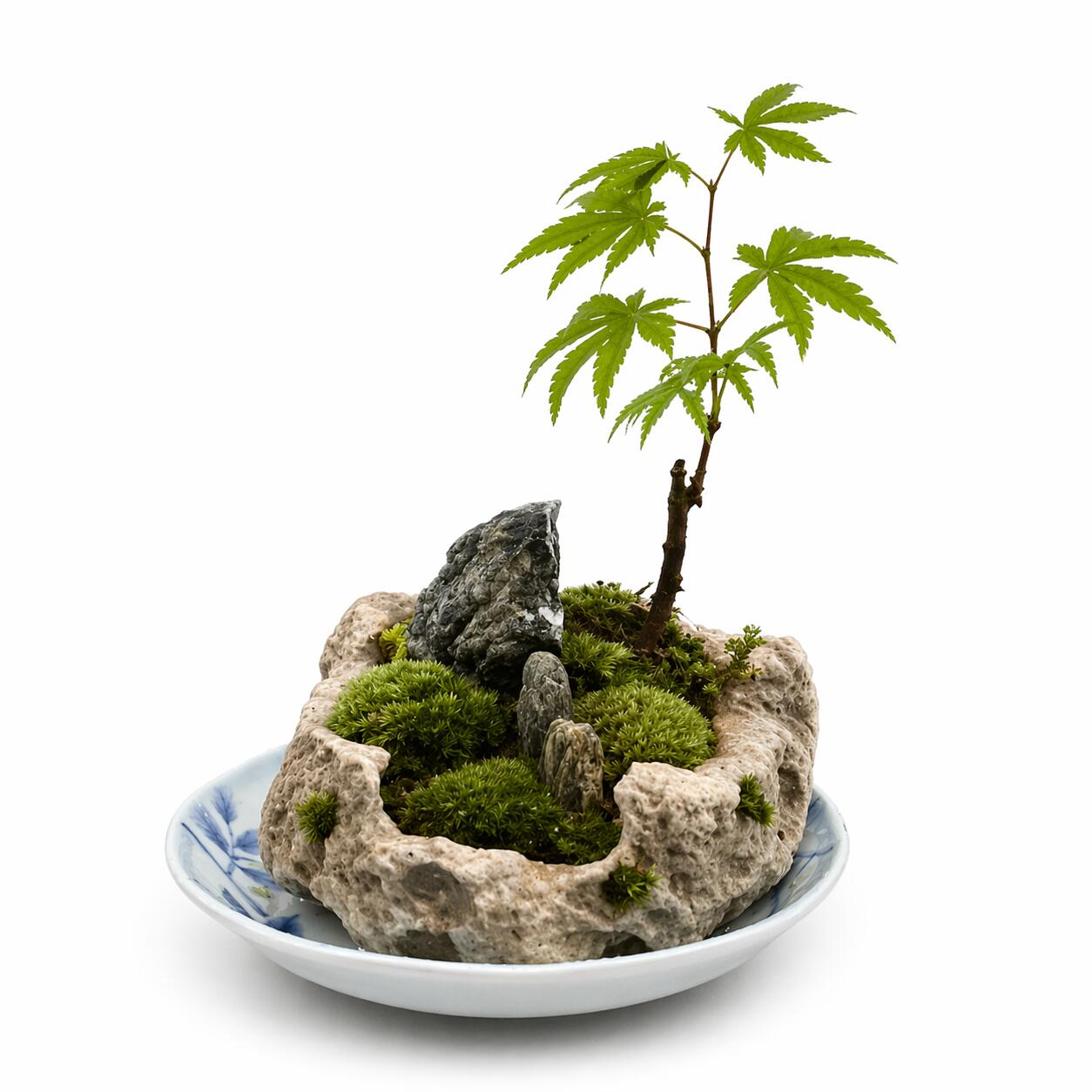 【ふるさと納税】癒しの苔盆景軽石 | 手のひらサイズ インテリア 長持ち 緑 受け皿付き コンパクト 肥料不要 簡単 おまかせ