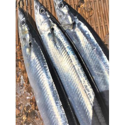 ふるさと納税 いわき市 【2026年発送】新鮮さんま3kg