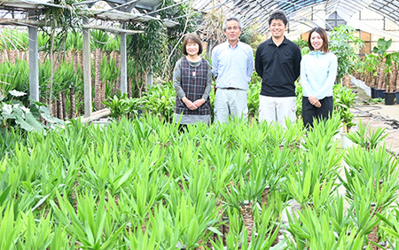 2025年3月上旬～発送【観葉植物】ユッカ・エレファンティペス70cm～90cm(鎌ヶ迫園芸場/014-1490) 南国鹿児島県で育った 観葉植物！植物 鉢付 インテリア 室内 オフィス おしゃれ プ