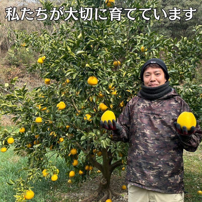 【10営業日以内発送】フルーツアイランド･マルエム直販の河内晩柑 約10kg 早期配送 ばんかん みかん 柑橘 みかん ジュース 果物 フルーツ グレープフルーツ 河内晩柑 愛南ゴールド 愛媛県 愛南