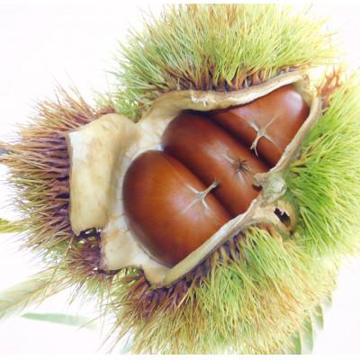 ふるさと納税 京丹波町 チルド熟成 丹波栗3L 500g (京都京丹波町産 丹波栗) |  | 01