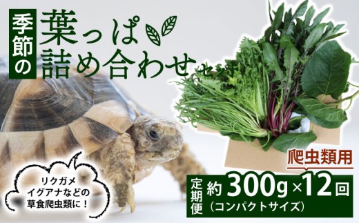 【爬虫類用】【定期便12回】 季節の葉っぱ詰め合わせ セット 約 300g コンパクトサイズ ( 定期便 12カ月 草食 雑食 爬虫類 動物 ペットフード ペット リクガメ カメ イグアナ ごはん ご飯 おやつ 野菜 葉 葉野菜 旬 栄養 安心 新鮮 きよしファーム 南丹市 京都府 京都 )