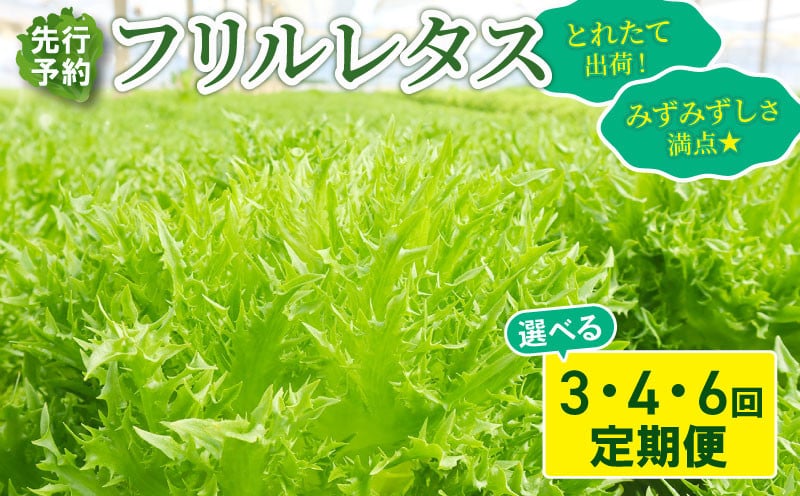 
                  【先行予約】 フリルレタス 選べる 3回 / 4回 / 6回発送 ＜ 定期便 固定月 ＞ 新鮮レタス フレッシュ レタス サラダ 健康志向 野菜 こだわり 産地直送 土壌栽培 新鮮 とれたて 採れたて 冷蔵 低カロリー ヘルシー レタスボウル 副菜 常備菜 緑黄色野菜 ベジタブル ヴィーガン 千葉県 旭市 Farm Fujinaga ffn
                