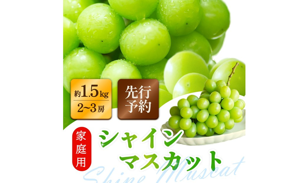 家庭用シャインマスカット 2～3房 合計1.5kg以上 ぶどう 葡萄 桃太郎御一行　岡山県産 2026年【8月中旬頃発送】