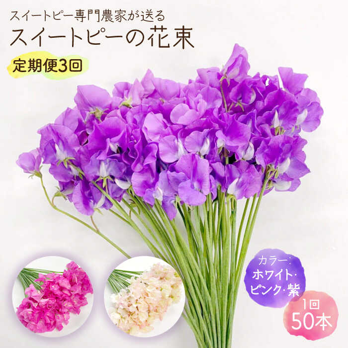 【ふるさと納税】 【R8年1月以降発送】 【生産農家直送！】 【3回定期便】 スイートピー 花束 50本（ホワイト・ピンク・紫）【木下農園】 お花 生花 ギフト 贈り物 プレゼント [IBW007]