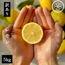 【ふるさと納税】【訳あり】新口農園 レモン 5kg【C70-22】【1470676】