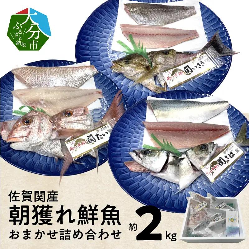 佐賀関産　朝獲れ鮮魚　おまかせ詰め合わせ　約2kg E04025