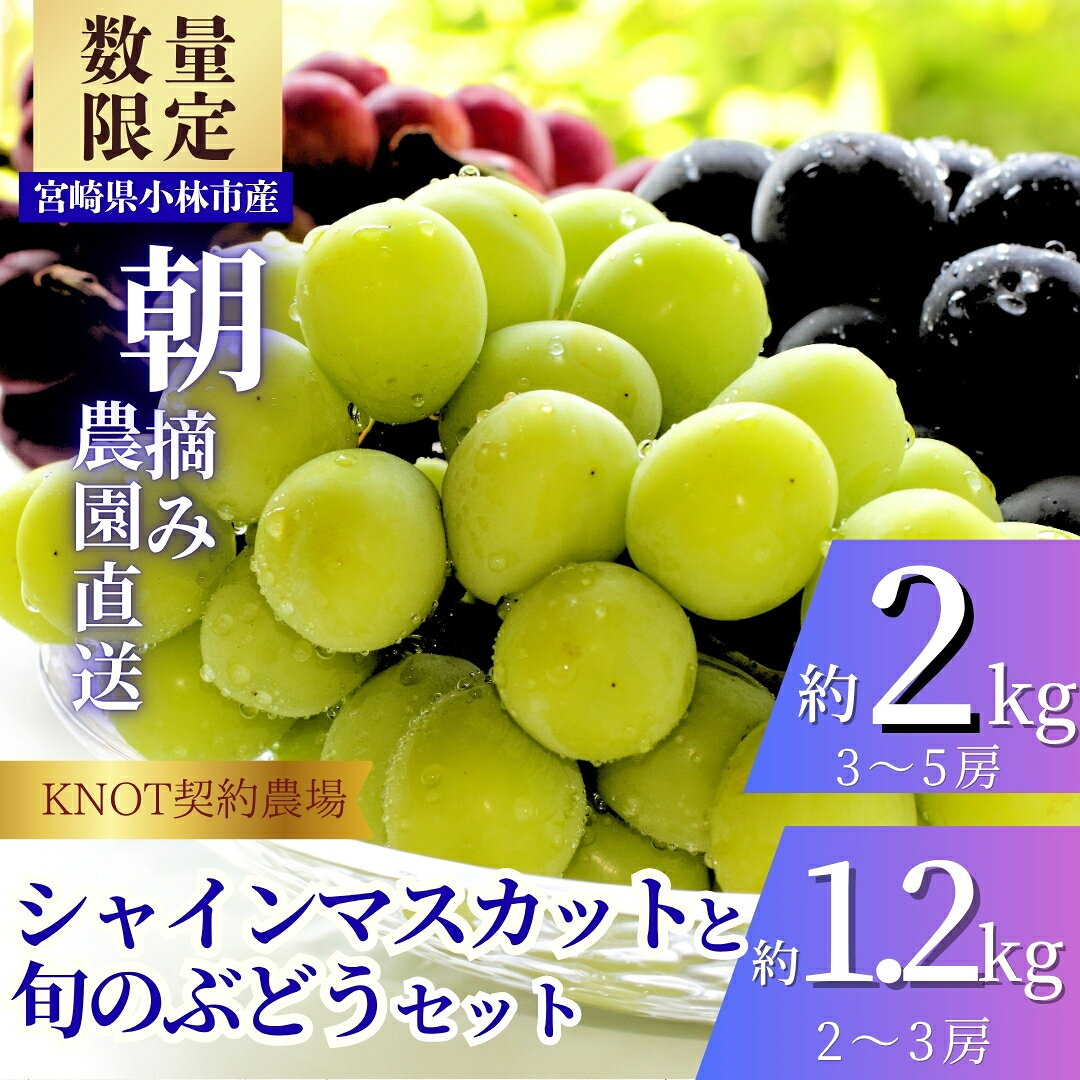 【ふるさと納税】【選べる内容量】完熟たわわシャインマスカットと旬ぶどうセット1.2kg（2～3房）～2kg（3～5房）（フルーツ ぶどう シャインマスカット 贈答用 産地直送 契約農場 おすすめ ふるさと 宮崎)
