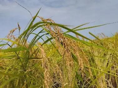 石川県七尾市産 コシヒカリ 玄米 5Kg | 米 ※2026年10月～発送