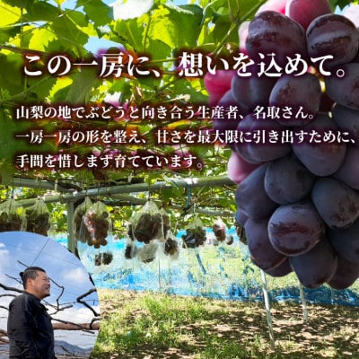 山梨市産 富士の輝  富士の輝き 大粒で高糖度の黒ぶどう 贈答用2房 化粧箱入り【配送不可地域：離島】