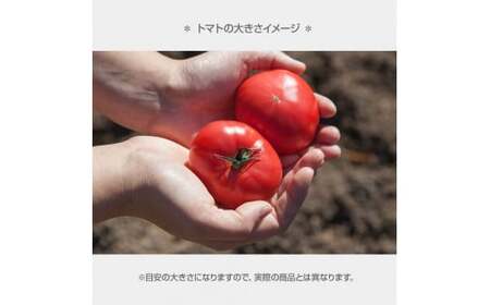 先行予約 お徳用 フルーツトマト1.2kg トマト [BQAG008]