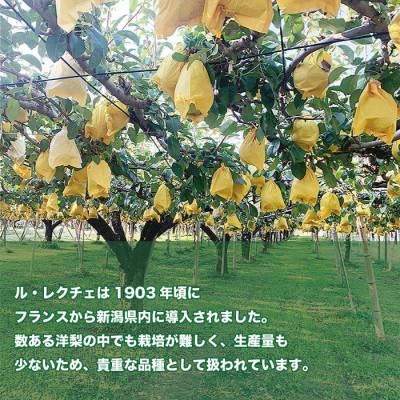 ふるさと納税 加茂市 「青柳果樹園のルレクチェ」 西洋梨 秀品贈答用 3kg(7〜9玉)|ふるさと納税 冬限定新潟の味覚 |  | 01