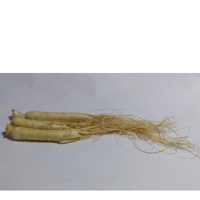 ふるさと納税 長野県 生高麗人参 6年生 10〜50g/1本を約100g分 【 栽培期間中低農薬 】信州産 朝鮮人参 国産