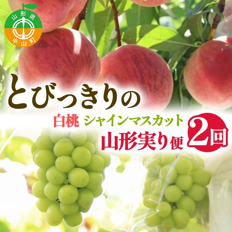 【ふるさと納税】 【2025年 先行予約】2回定期便 とびっきりの ～白桃・シャインマスカット～ 山形実り便 ぶどう 葡萄 果物 くだもの フルーツ山形県 中山町 F4A-0486