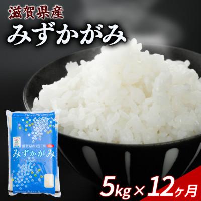 ふるさと納税 彦根市 【毎月定期便】みずかがみ 5kg 【滋賀でとれたお米、近江米!】全12回