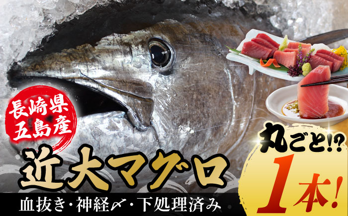 【海のダイヤ！近大マグロそのまま1本お届け】長崎県五島産近大マグロ丸ごと1本40kg以上！【ツナドリーム五島】 [PES001]