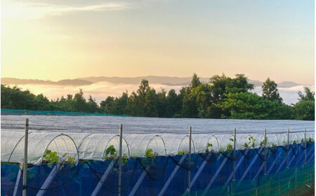 2026年先行予約【ご贈答用】 ニューピオーネ 3房～４房入り （2kg前後 化粧箱入） Lino＆Kai Farm  ぶどう 岡山 真庭市 ピオーネ ギフト 【linokai006-02】