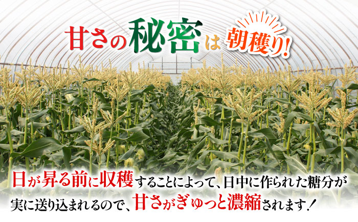 【令和6年6月9日予約締切】 築上町 特産品 スイートコーン 約3kg 【京築の恵み】《築上町》【JA福岡京築　営農部】 [ABAW001] 10000円 1万円 10000円 1万円