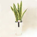 【ふるさと納税】 サンスベリア 6号 カラーポット 白 全体の高さ約65〜75cm 鉢 観葉植物 植物 インテリア おしゃれ ギフト 贈り物 プレゼント 開店祝い 新築祝い 誕生日プレゼント 引越し祝い 熊本県 送料無料