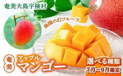 
            【2025年8月発送】今が旬！ 完熟 アップル マンゴー (選べる種類) モトキ農園 鹿児島県 奄美大島 宇検村 南国 マンゴー フルーツ 果物
          