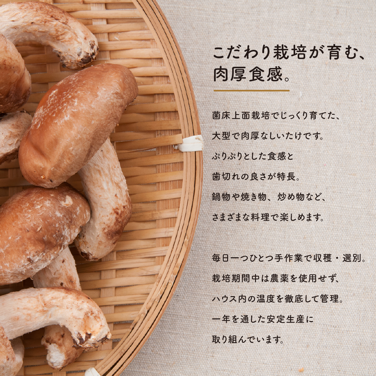 肉厚生しいたけ 1kg　椎茸 しいたけ シイタケ 肉厚 生椎茸 国産 [DL003ya]