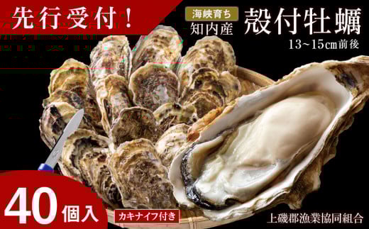【2026年3月中旬以降発送】海峡育ち 殻付き牡蠣 40個入り カキナイフ付＜上磯郡漁業協同組合＞ 生牡蠣 かき カキ 貝 海鮮 BBQ 鍋 ギフト