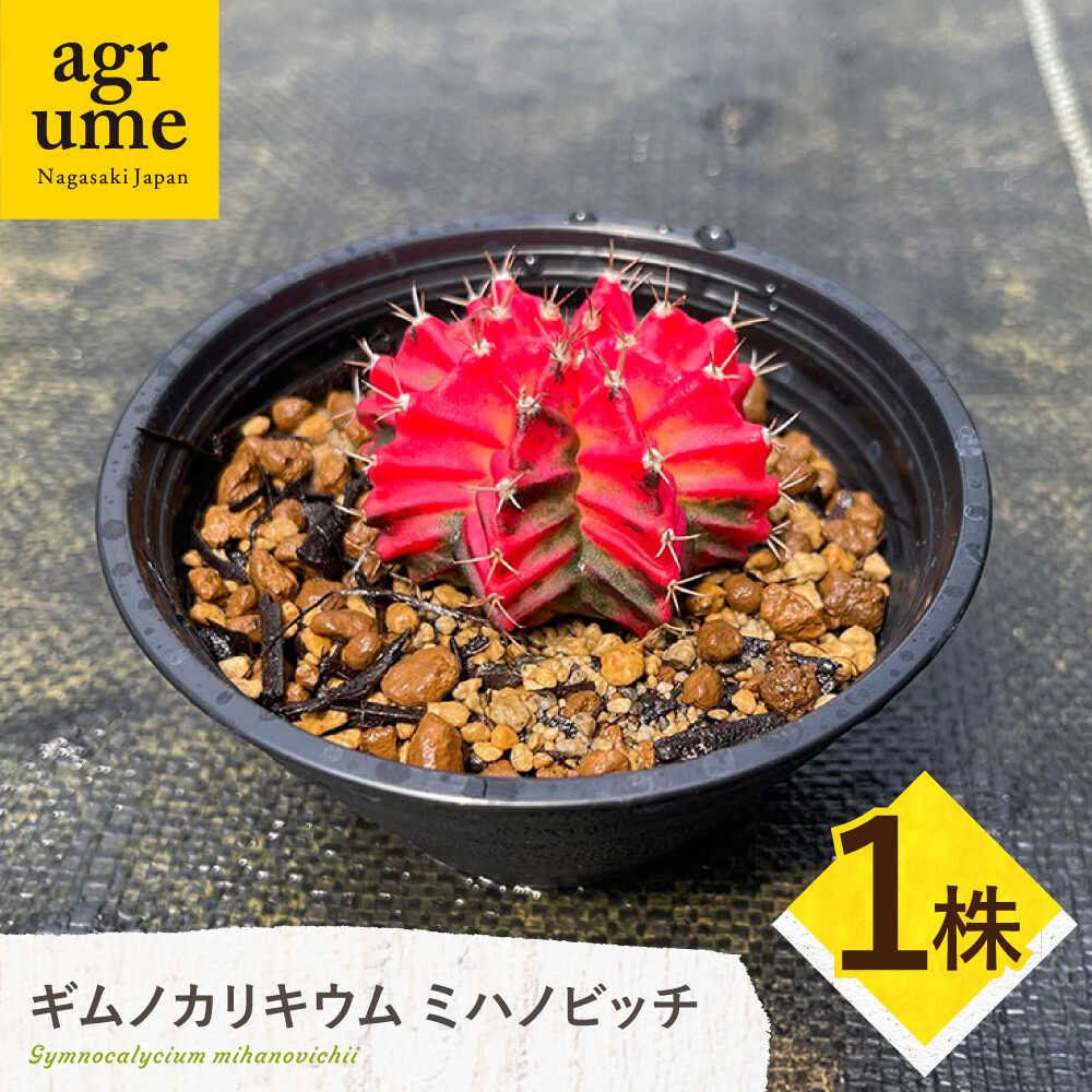 【ふるさと納税】ギムノカリキウム ミハノビッチ 1株 Gymnocalycium mihanovichii 長与町/アグリューム[EAI222]