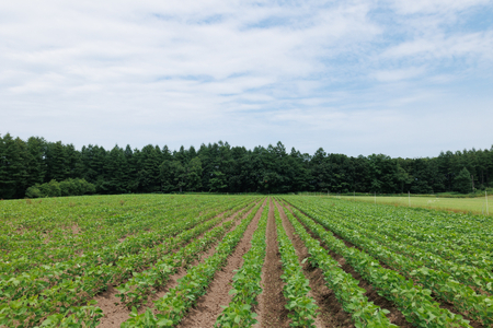 北海道芽室町 北海道産オーガニック大豆１００％使用大豆ミート細切りタイプ１kg　 大豆 大豆ミート オーガニック 北海道 芽室町産　me059-003c