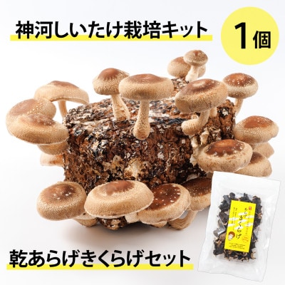 神河しいたけ栽培キット(しいたけ菌床)1個と乾あらげきくらげセット　※10月〜4月発送【1355228】