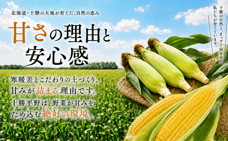 ［先行予約/2026年］もぎたてとうもろこし黄10本 [北海道ホ