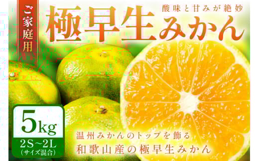 極早生みかん（ご家庭用） 5kg 和歌山産《先行予約》