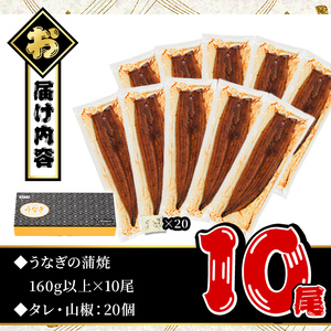 鹿児島県産うなぎ蒲焼セット＜特大＞(計1.6g・ 約160g×10尾) タレ・山椒付き 鰻 ウナギ 国産【西日本養鰻】D31