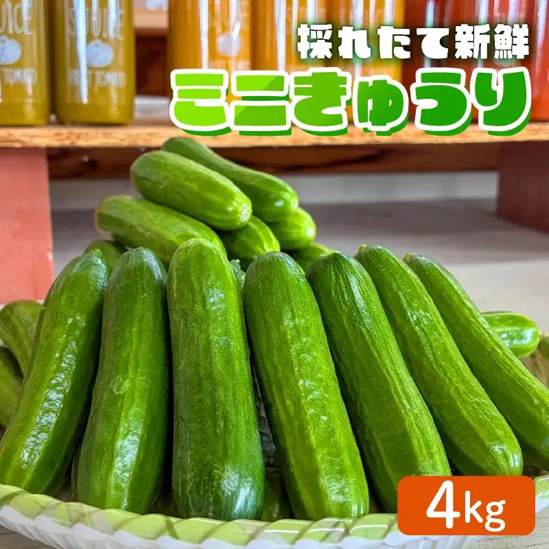 ミニ きゅうり 4kg | 先行予約 きゅうり キュウリ 胡瓜 ミニきゅうり 新鮮 朝収穫 朝採れ 産地直送 野菜 詰合せ 夏野菜 野菜 キュウリ やさい 採れたて 季節 食材 旬 栽培 農家直送 農家応援 滋賀県 日野町 ふるさと納税 送料無料