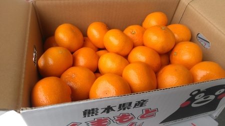 先行予約 みかん 5kg 2L～2Sサイズ 2026年10月下旬～2027年1月下旬発送予定