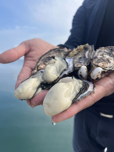 七尾牡蠣10個入り ※北海道・沖縄・離島への配送不可