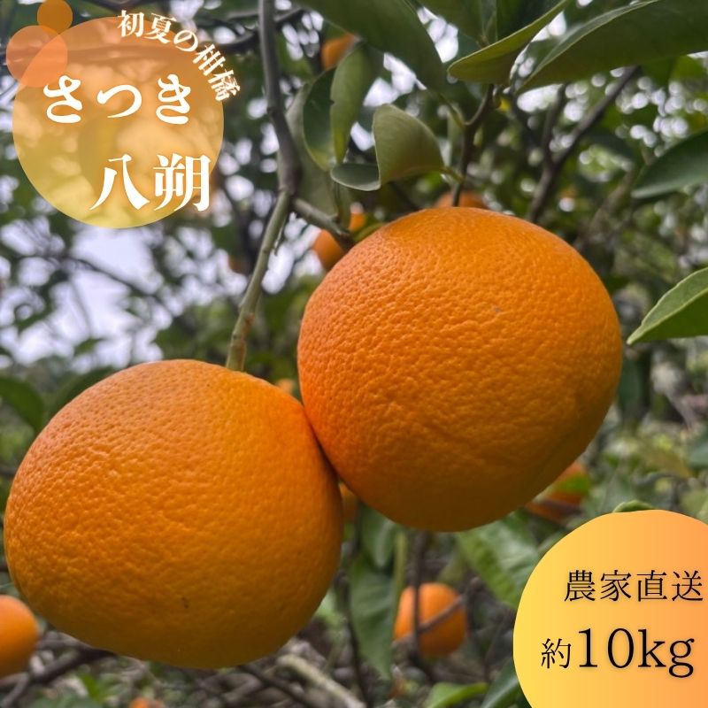 【ふるさと納税】さつき八朔（はっさく） 柑橘 酸味 甘み バランス フルーツ 果物 くだもの みかん 人気 おすすめ 送料無料 国産 和歌山 有田市（A141-1）