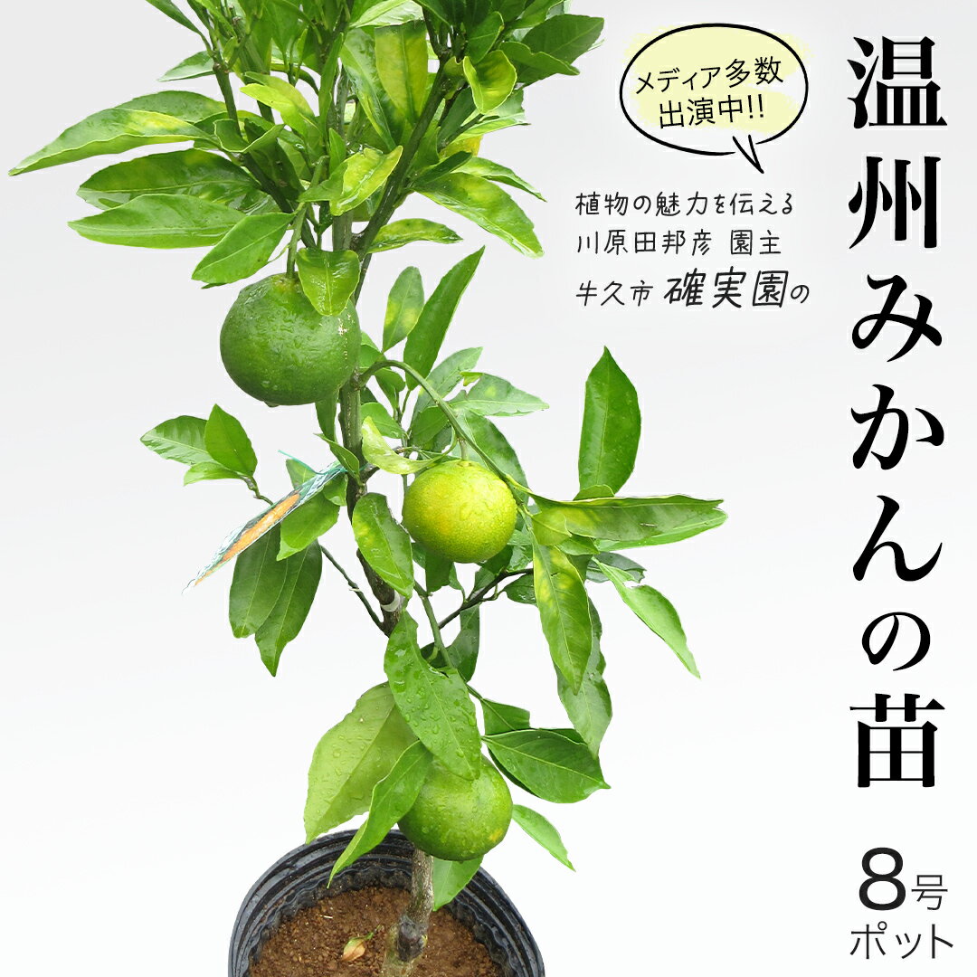 【ふるさと納税】温州 みかん の 苗 8号ポット 1点 苗木 庭木 果樹 ガーデニング 家庭菜園 園芸 鉢植え 庭木 果物 くだもの 観葉植物 インテリア 植木鉢