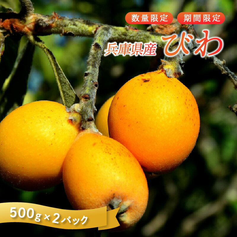 【ふるさと納税】【数量限定】 びわ 兵庫県産 1kg 小分け 500g 2パック【 果物 フルーツ 枇杷 びわ 人気 送料無料 期間限定 数量限定 中央卸 神戸 】