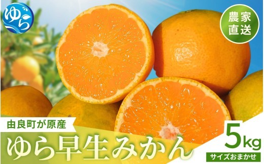 ゆら早生 みかん 5kg / 和歌山県 柑橘 みかん 甘い 蜜柑 フルーツ 果物 くだもの 食品 人気  晩柑 おすすめ 送料無料 産地直送 由良町 ※2026年10月上旬頃～10月下旬頃に順次発送予定【kzmn003-r-5】