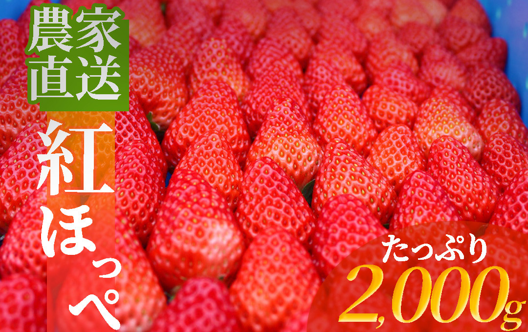 
【 先行予約 2025年2月以降配送】南伊豆産いちご　紅ほっぺ2kg　【 いちご 紅ほっぺ 果物 フルーツ 苺 イチゴ くだもの 静岡県産 期間限定 】　<BD-4>
