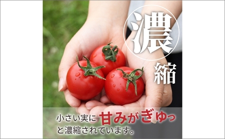 【先行予約】やりすぎトマト（4パック計約1kg）（夏季）（2025年6月上旬以降発送）トマトスープやトマト料理に