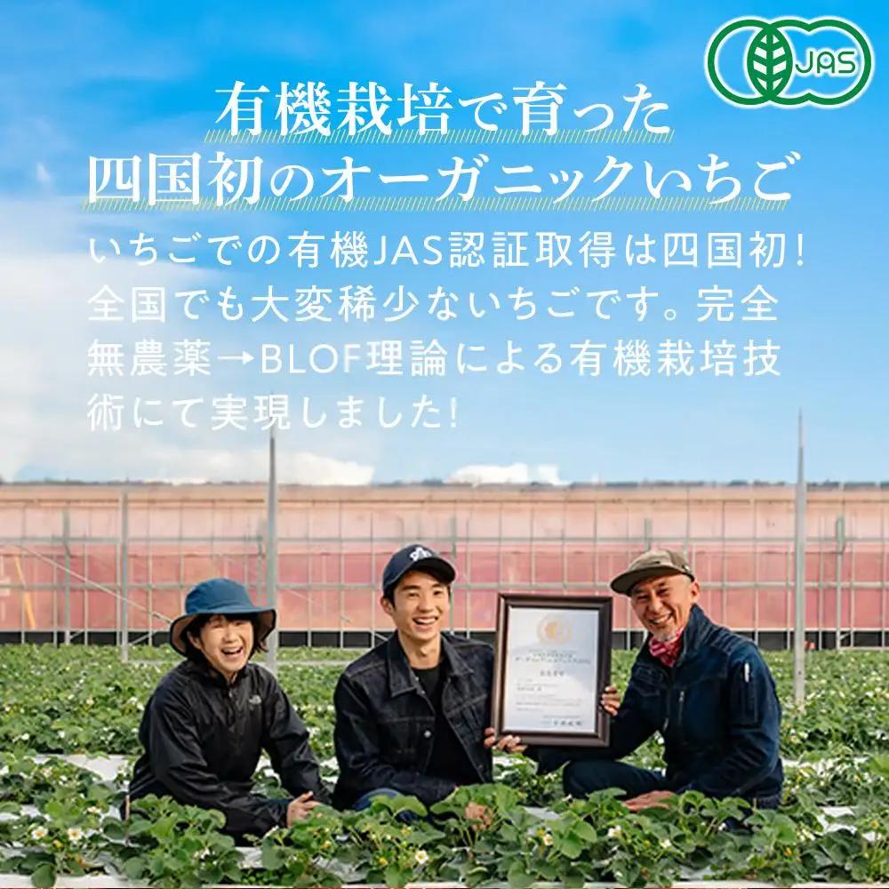 とくしまオーガニックいちご 大粒12～15粒（約380g）１箱｜イチゴ フルーツ 果物 苺 国産 有機いちご オーガニックいちご 贈答用【2026年12月下旬から順次発送】